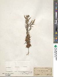 Image of Cuscuta cuspidata