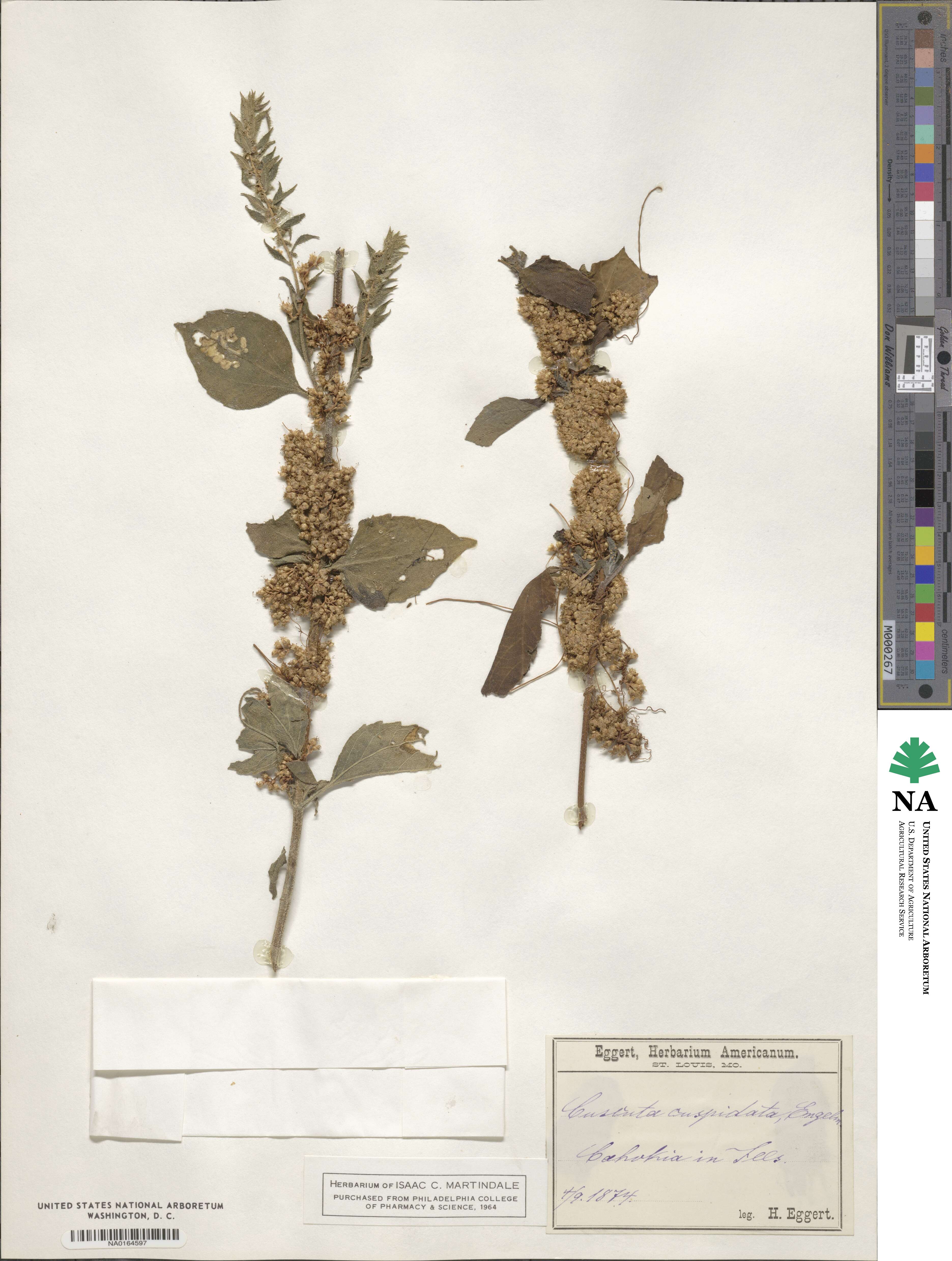 Cuscuta cuspidata image
