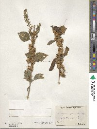 Cuscuta cuspidata image