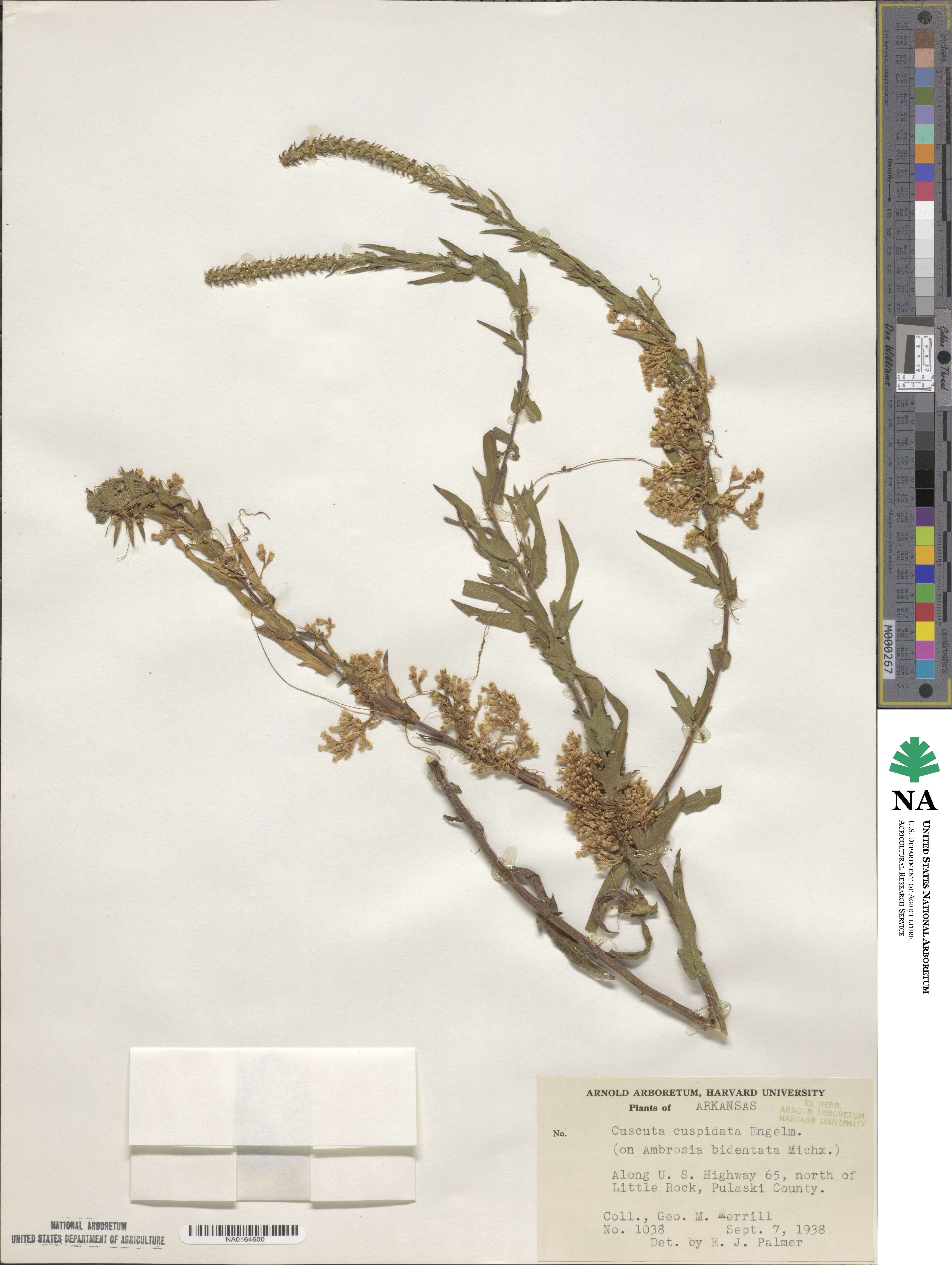 Cuscuta cuspidata image