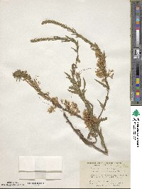 Cuscuta cuspidata image