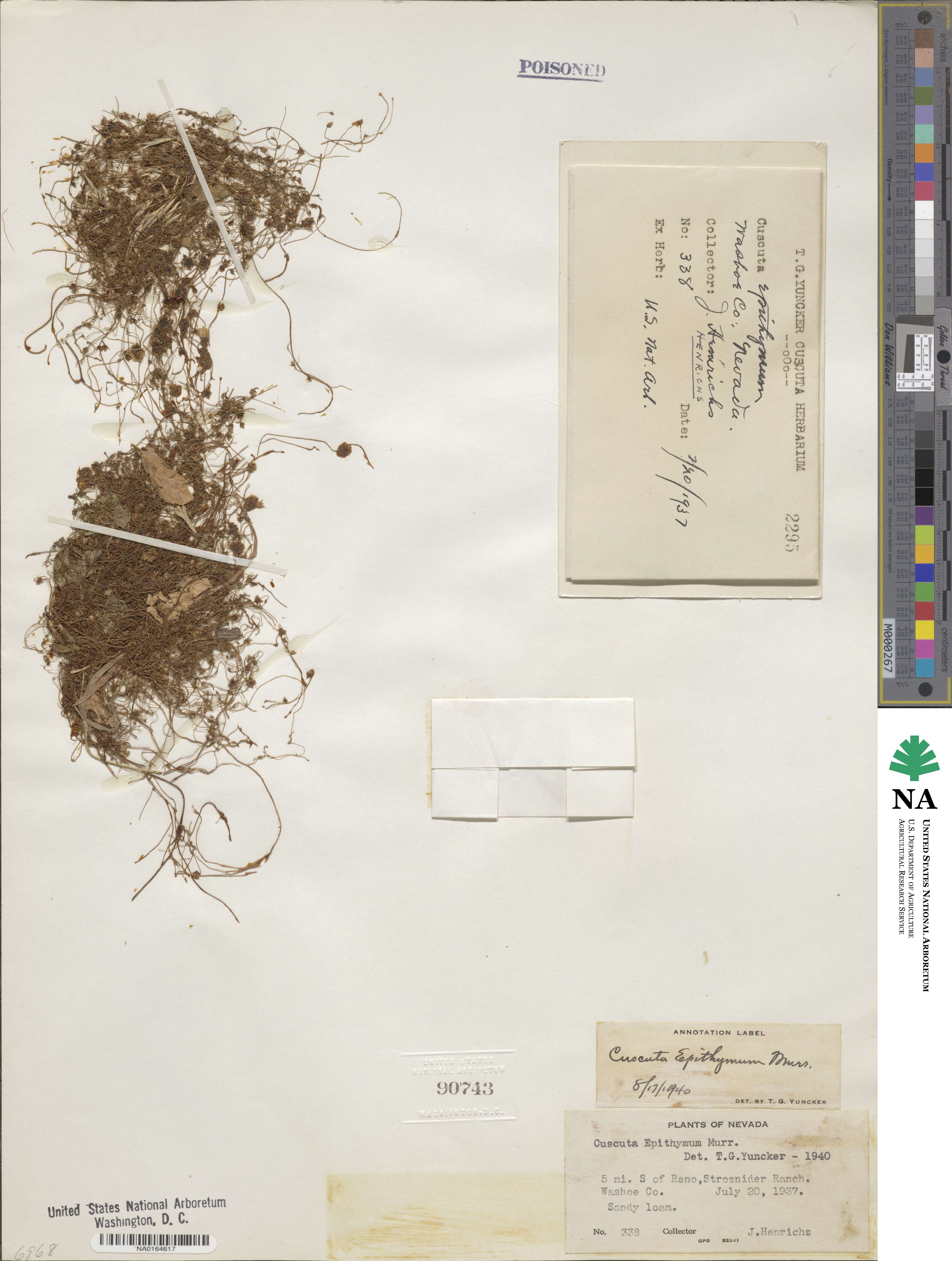 Cuscuta epithymum image