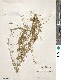 Cuscuta pentagona image