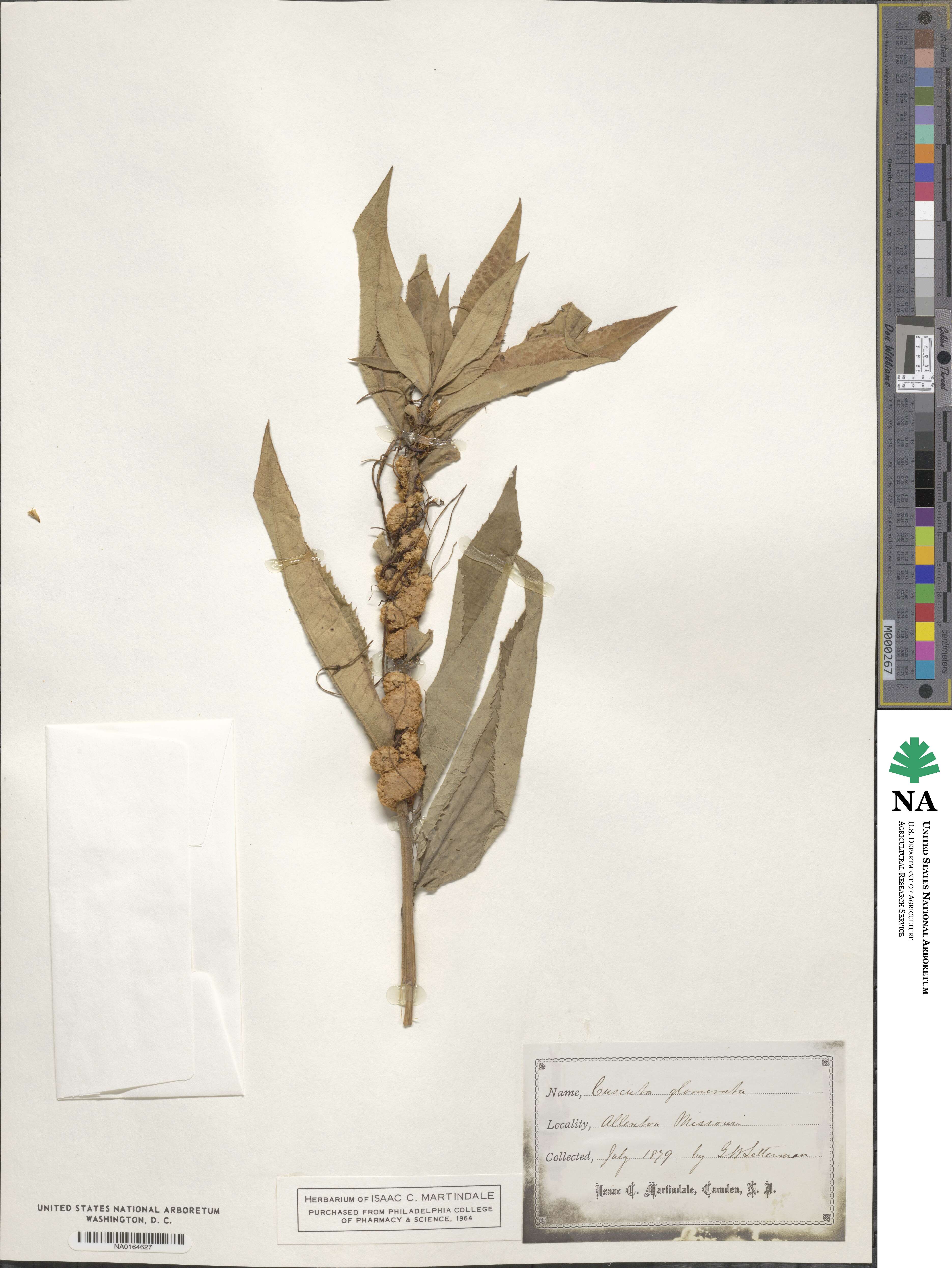 Cuscuta glomerata image