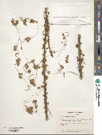 Cuscuta gronovii image