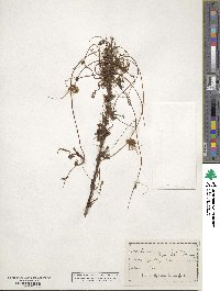 Cuscuta gronovii image