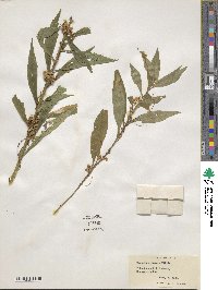 Cuscuta gronovii image