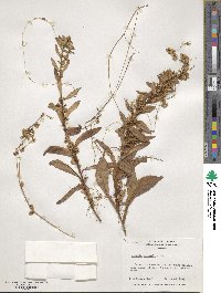 Cuscuta gronovii image