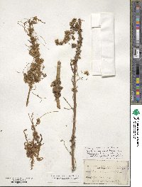 Cuscuta gronovii image