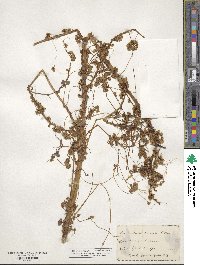 Cuscuta gronovii image