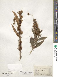 Cuscuta gronovii image