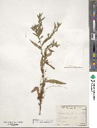 Cuscuta gronovii image