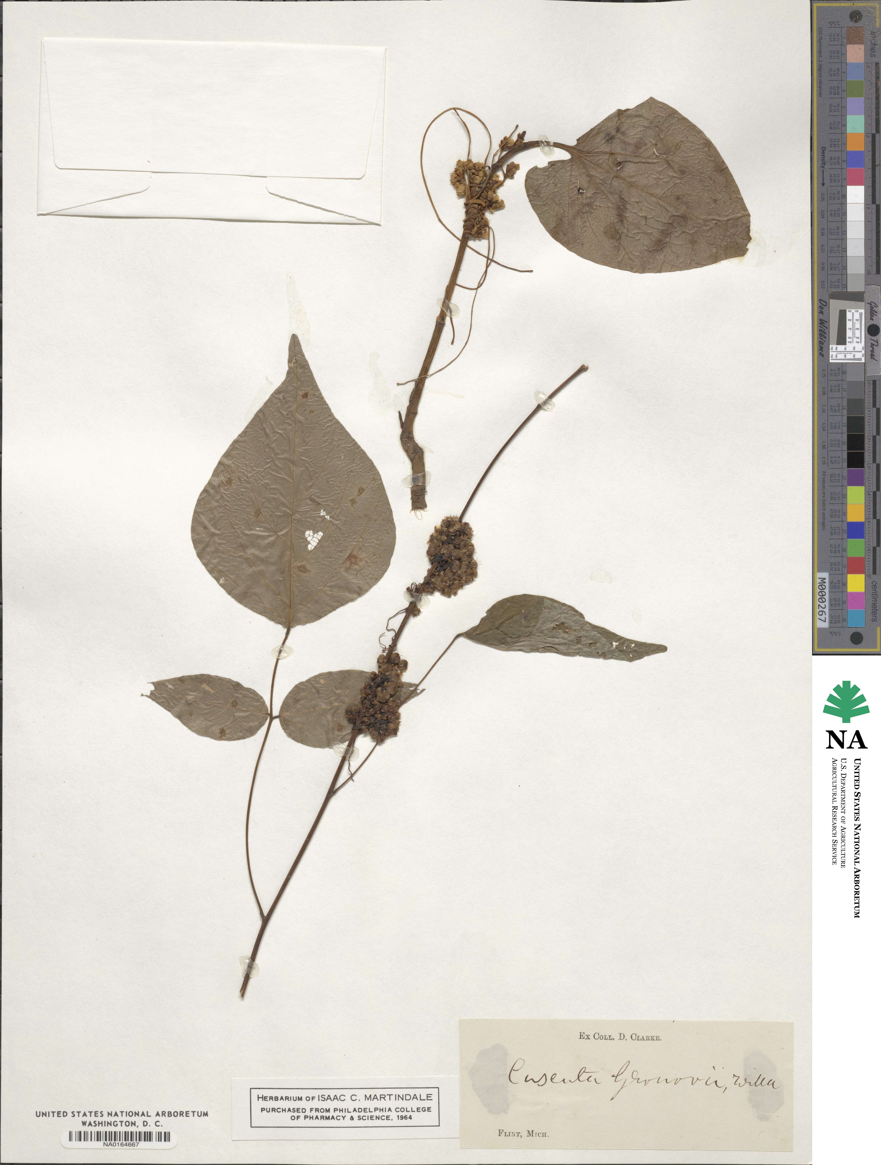 Cuscuta gronovii image