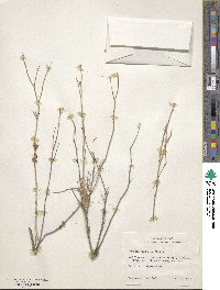 Cuscuta indecora image