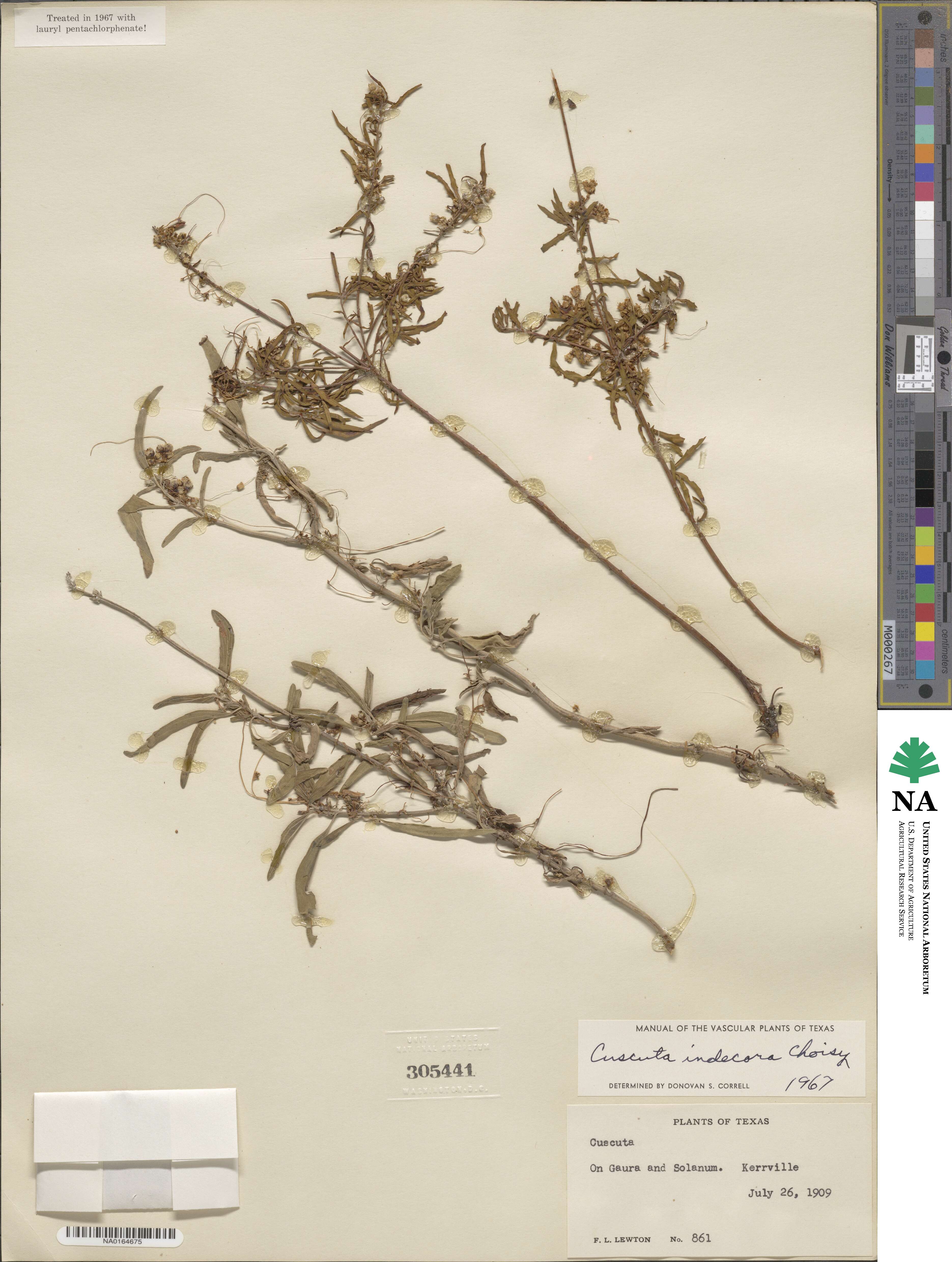 Cuscuta indecora image