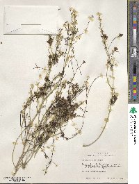 Cuscuta indecora image