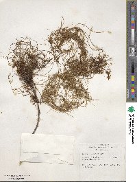 Cuscuta indecora image