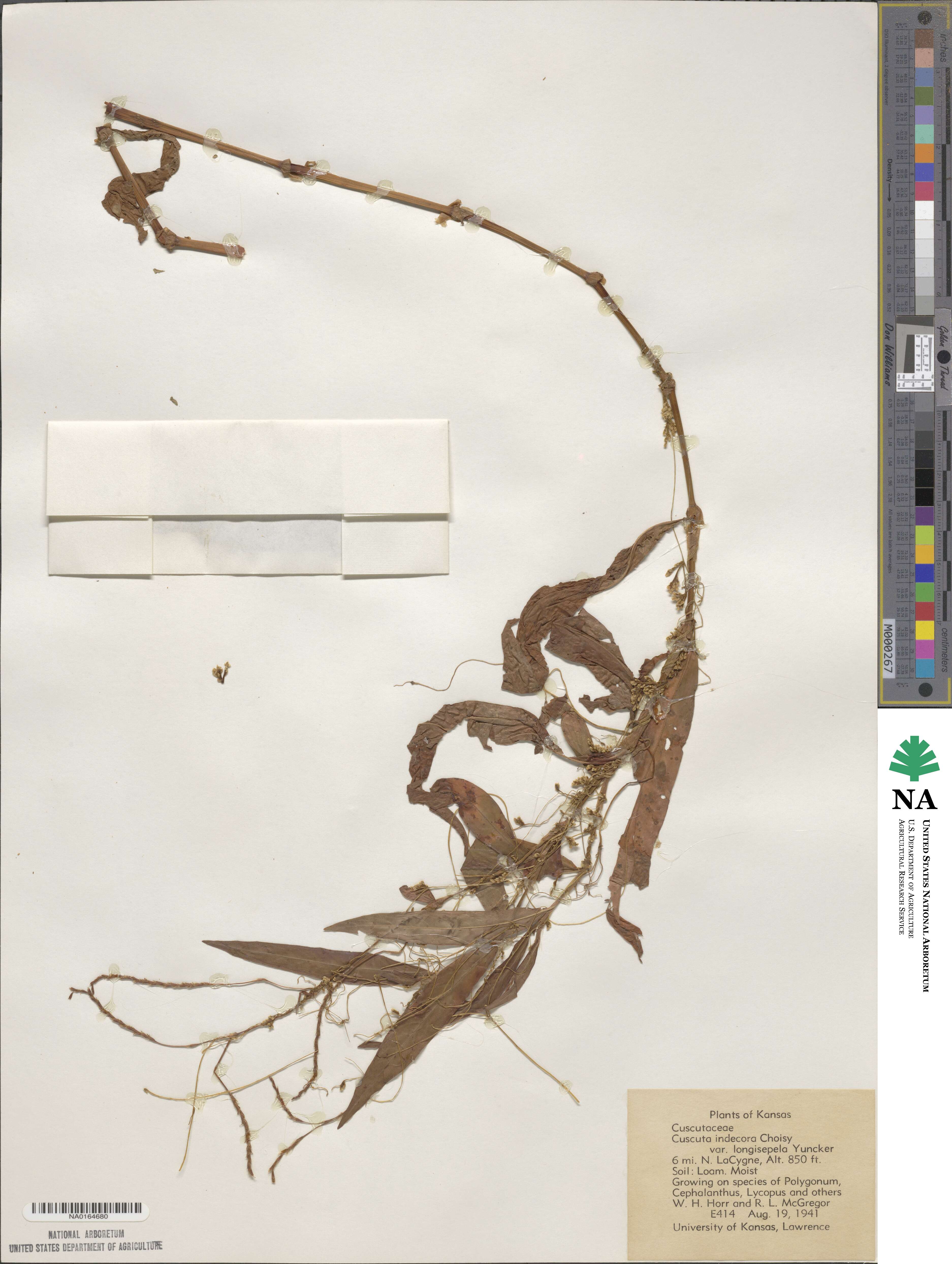 Cuscuta indecora image