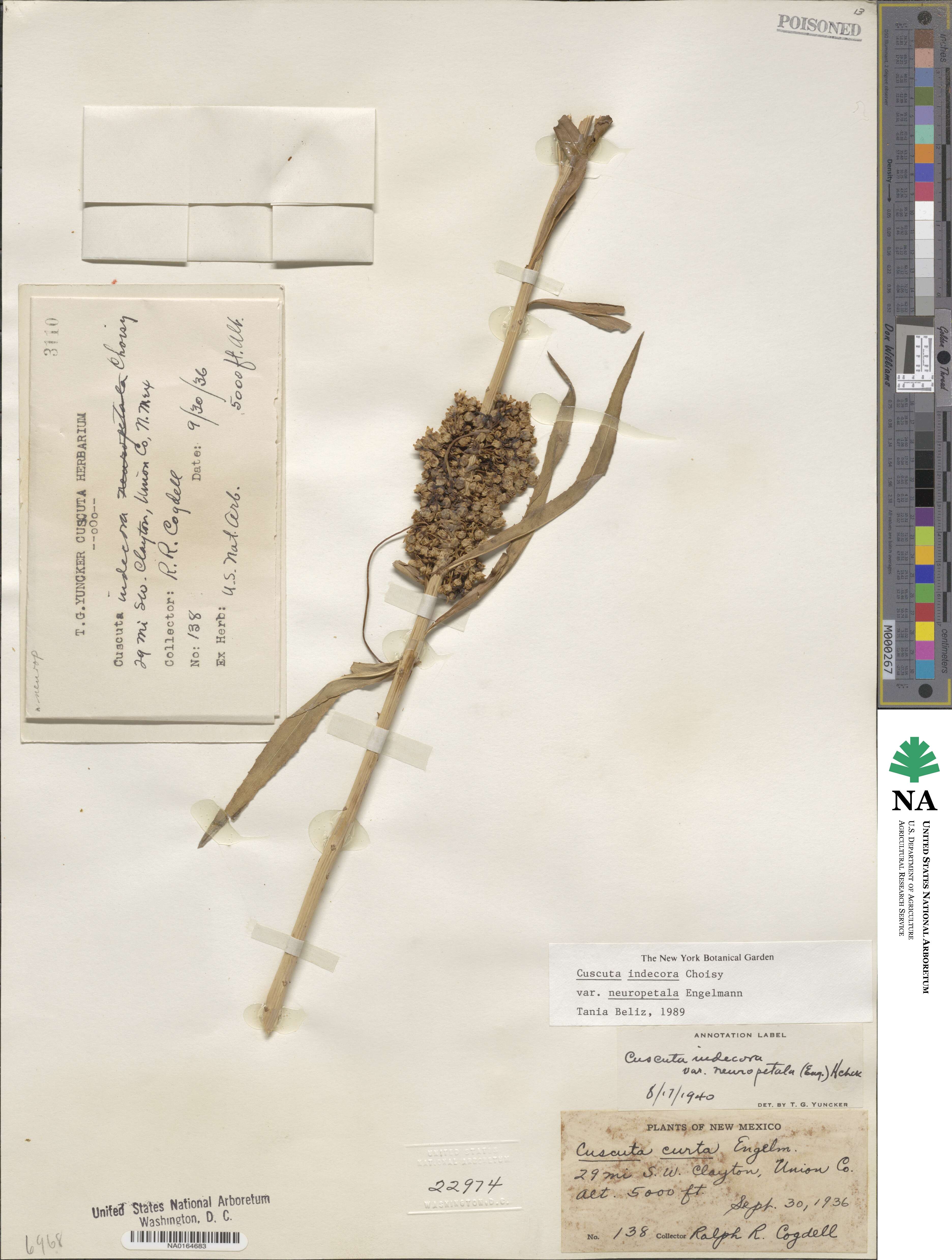 Cuscuta indecora var. neuropetala image