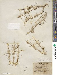 Cuscuta veatchii image