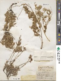 Cuscuta californica image