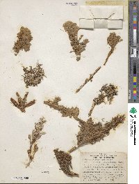 Cuscuta californica image