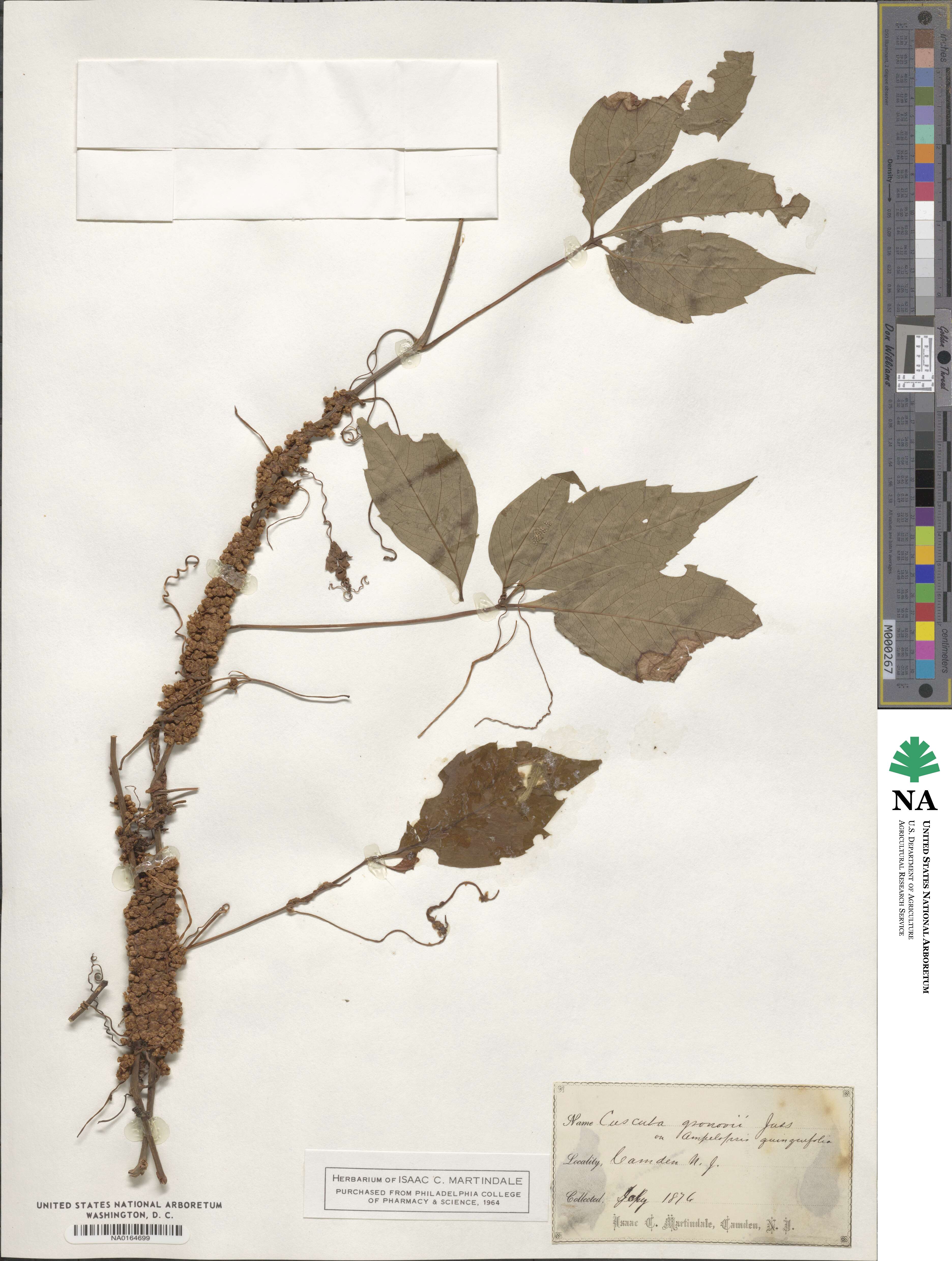 Cuscuta gronovii image