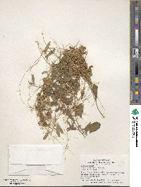 Cuscuta pentagona image