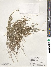 Cuscuta pentagona image