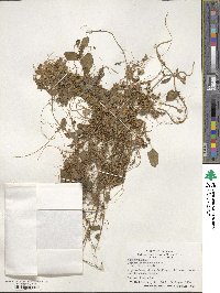 Cuscuta pentagona image