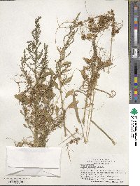 Cuscuta pentagona image