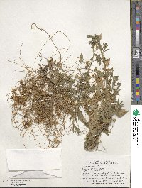 Cuscuta pentagona image