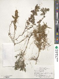 Cuscuta pentagona image