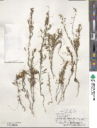 Cuscuta pentagona image