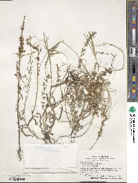 Cuscuta pentagona image