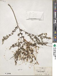 Cuscuta pentagona image