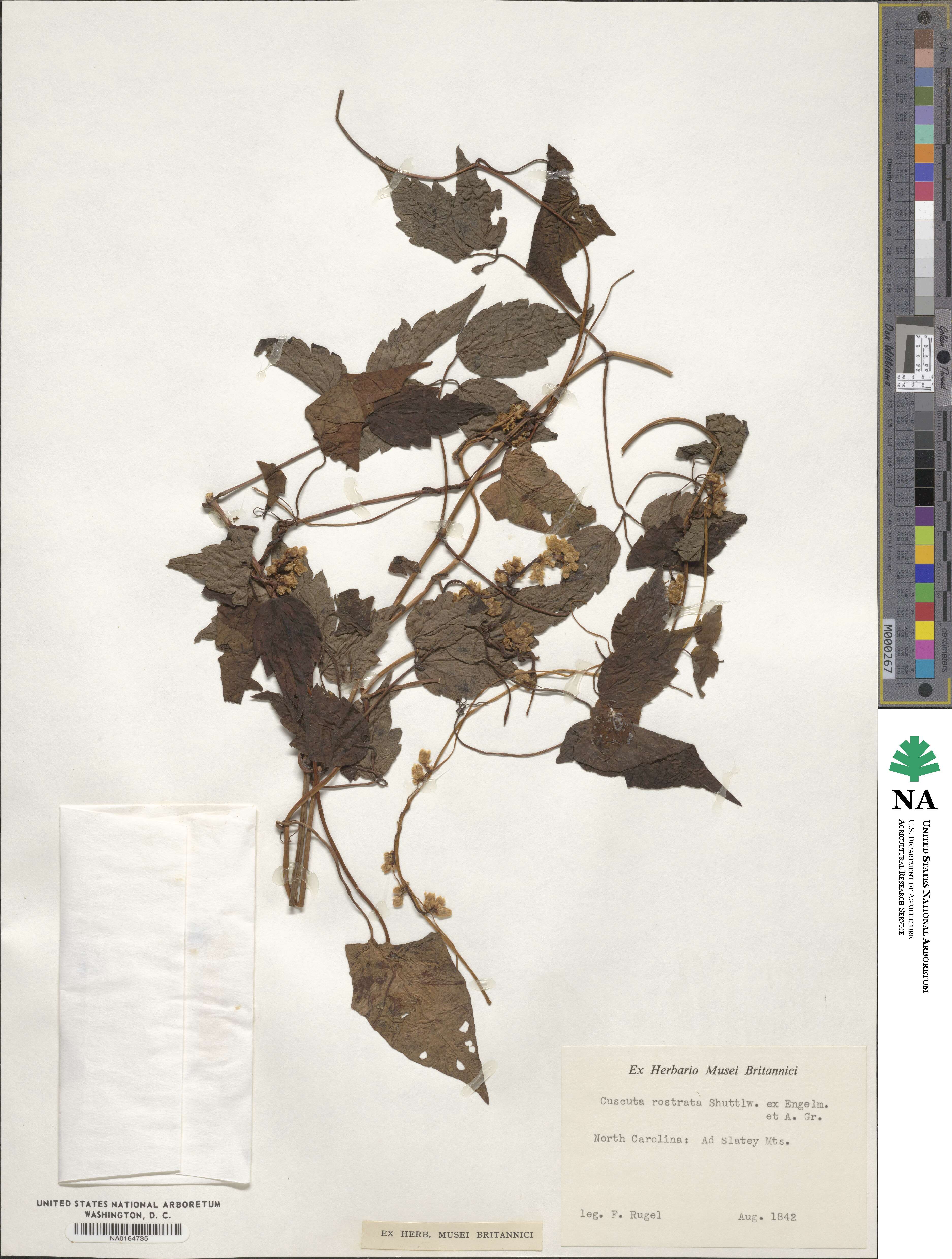 Cuscuta rostrata image