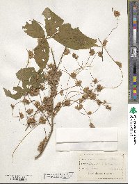 Cuscuta rostrata image