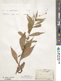 Cuscuta rostrata image