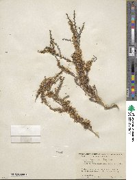 Cuscuta salina image