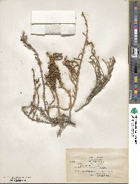 Cuscuta salina var. major image