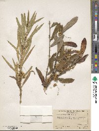 Cuscuta salina image