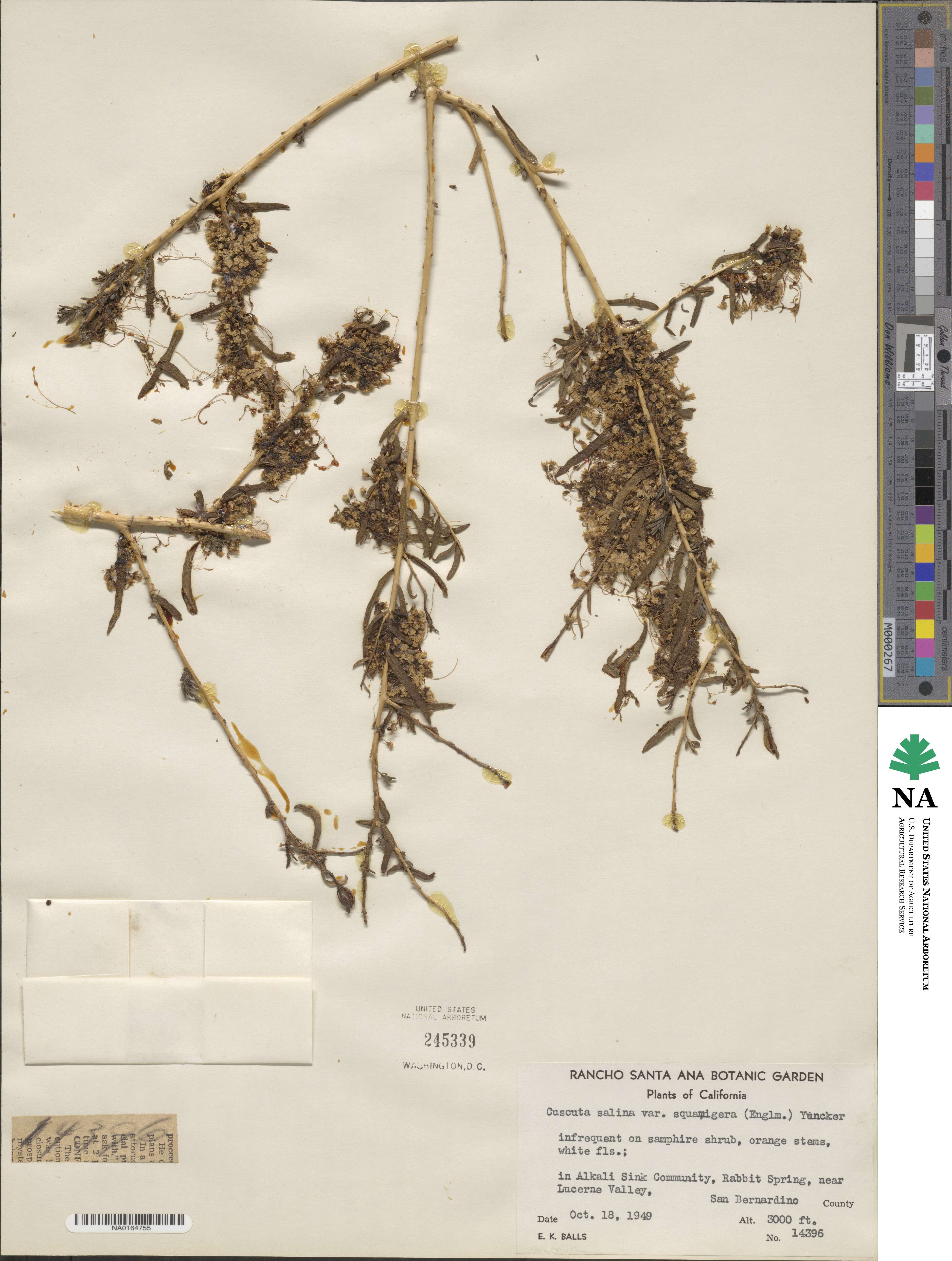 Cuscuta salina image