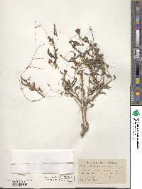 Cuscuta squamata image