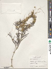 Cuscuta squamata image