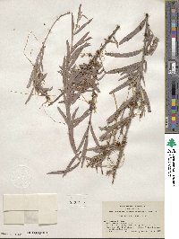 Cuscuta ceanothii image