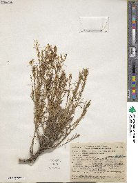 Cuscuta umbellata image