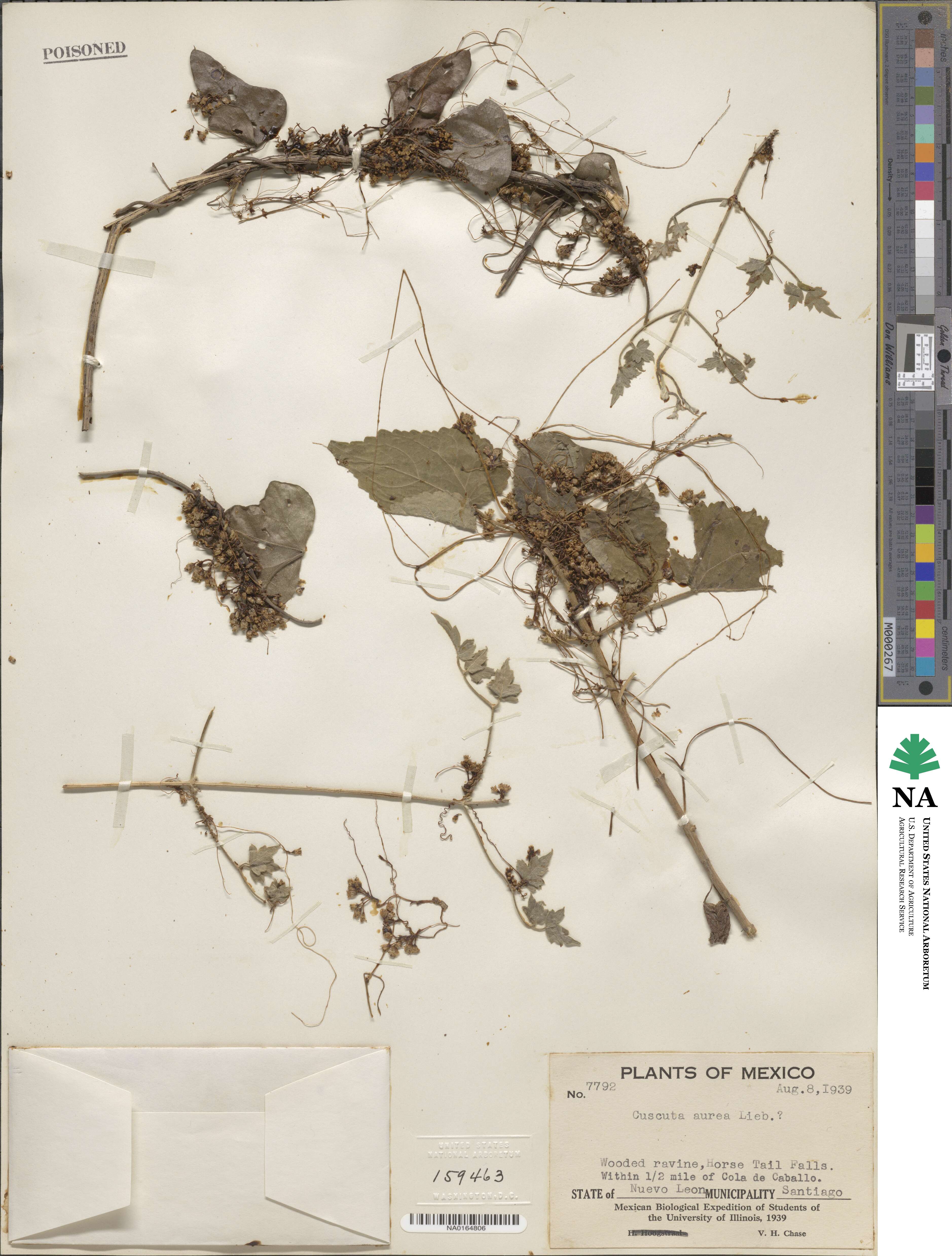 Cuscuta aurea image