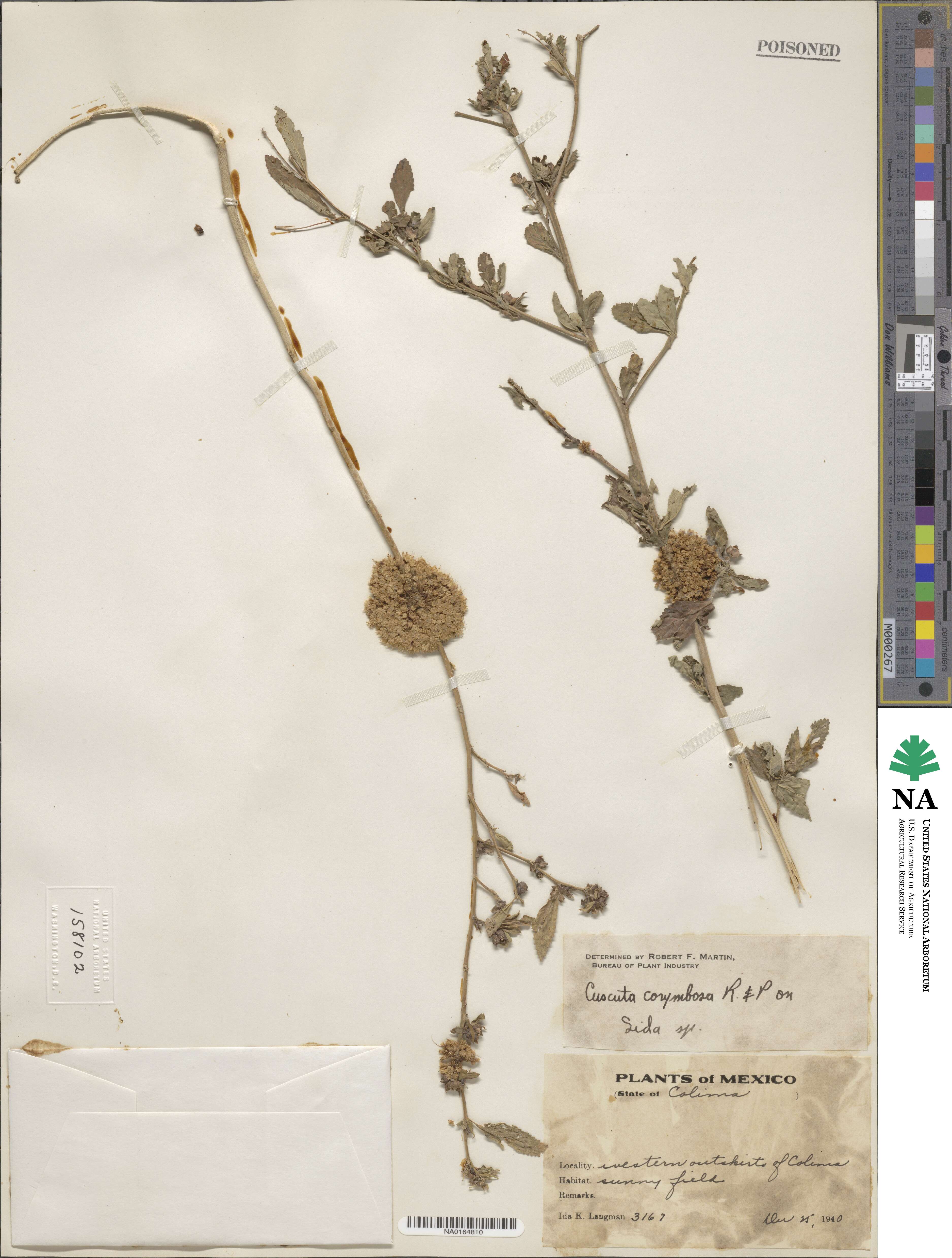 Cuscuta corymbosa image