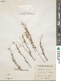 Cuscuta decipiens image